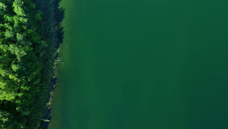 drone rises above green forested shoreline above algae and moss covered water