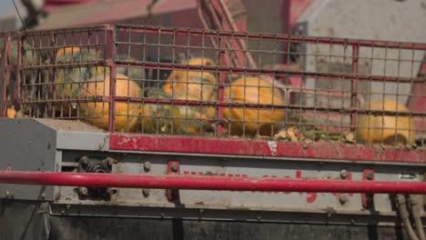 harvester machinery collecting and sorting pumpkins for halloween season with close up slow motion shot