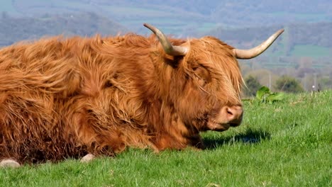 close up of highland cattle with big horns sitting in grass field during windy weather conditions and shaggy hair coat blowing in breeze