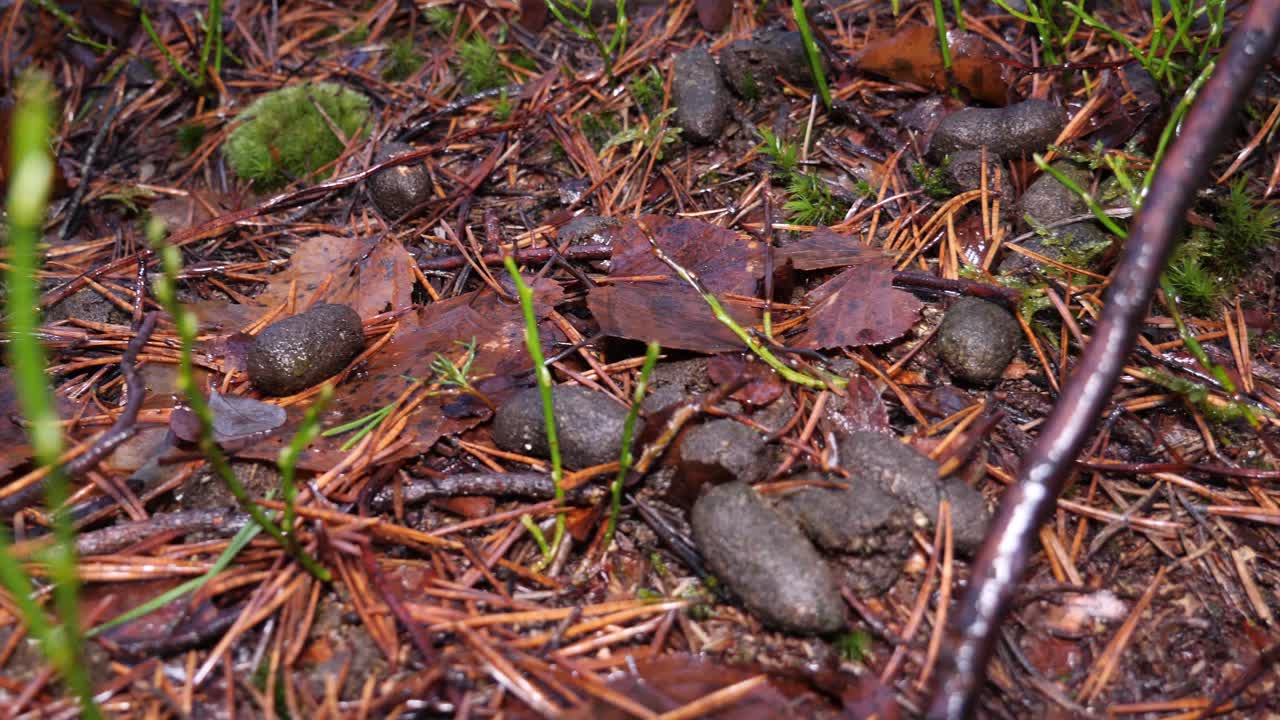 Nuovi germogli spuntano sul fertile sottobosco in una giornata umida e fredda, nel ricco terreno tra il muschio.