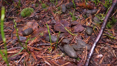 new growth on the fertile forest floor sprouts up on a damp and cold day in the rich soil amoung the moss