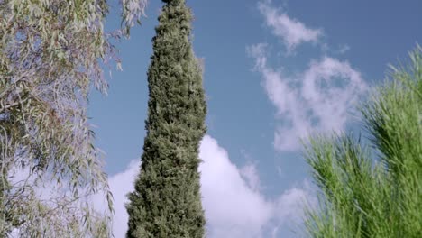 Tiro-Inclinado-Hacia-Arriba-Del-Ciprés-Alto,-Cielo-Azul-Nublado-En-El-Fondo