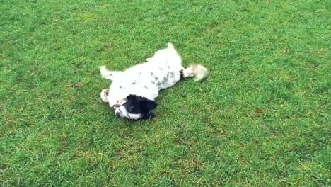 spotted white dog with black around the eye plays on grass playfully