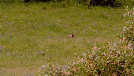 Baby-brown-bear-exploring-a-meadow