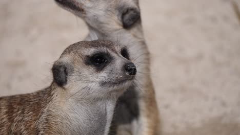 close up shot of cute baby meerkats resting outdoors in sunlight and watching around with black eyes