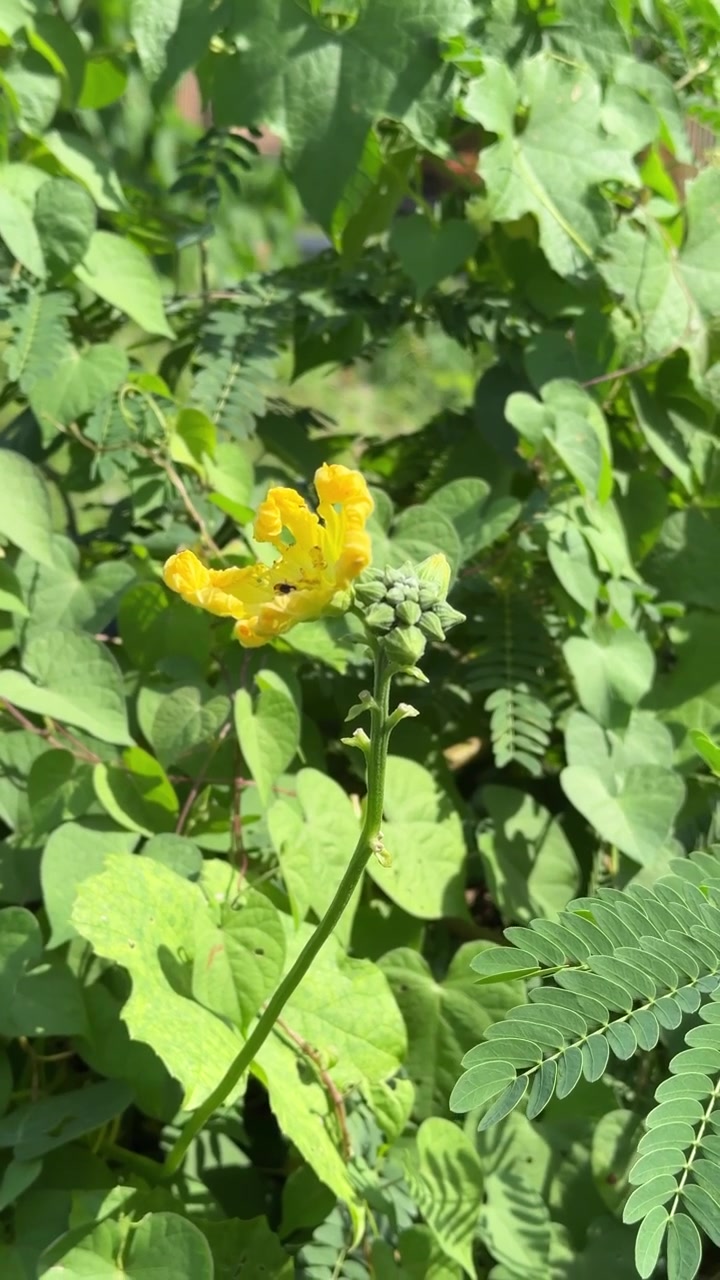Small Bee Pollinating a Vibrant Yellow Flower in a Garden
