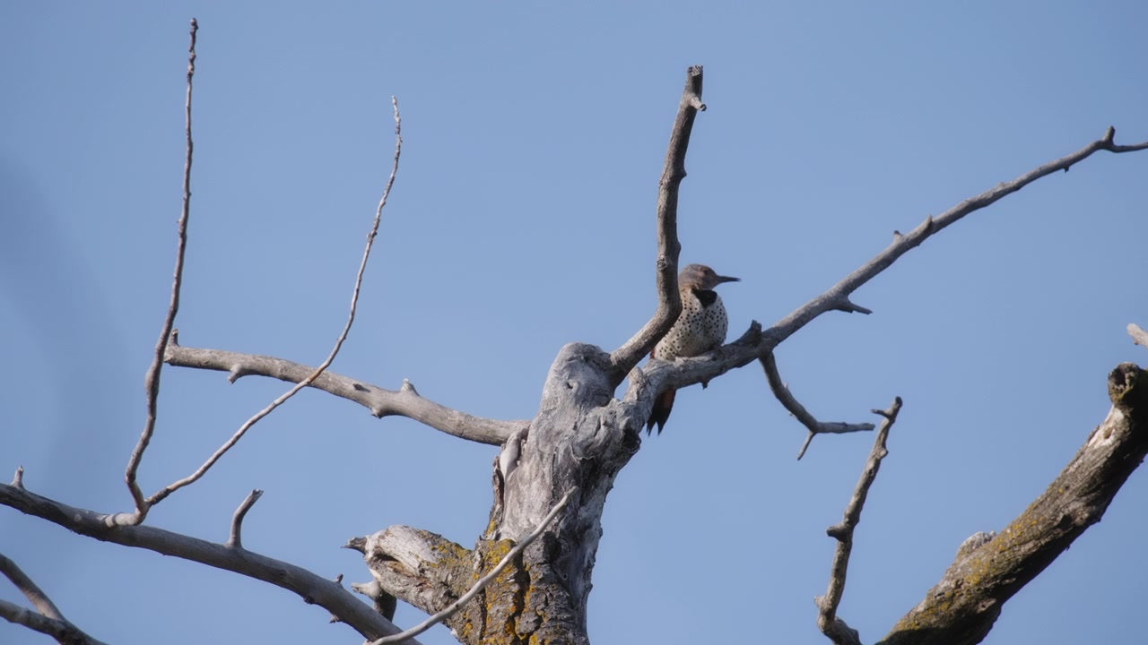 Noordelijke flikker vogel zittend op een boomtak in het ochtendlicht