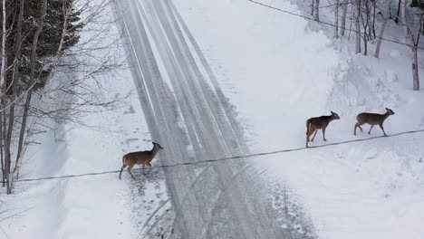 watching three deer walk off snowy road before flying away aerial close up