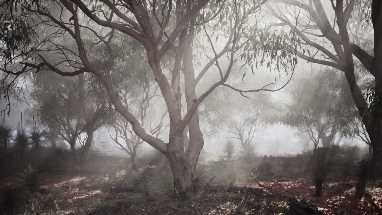 Raggi di sole attraverso la nebbia in una foresta di eucalipti