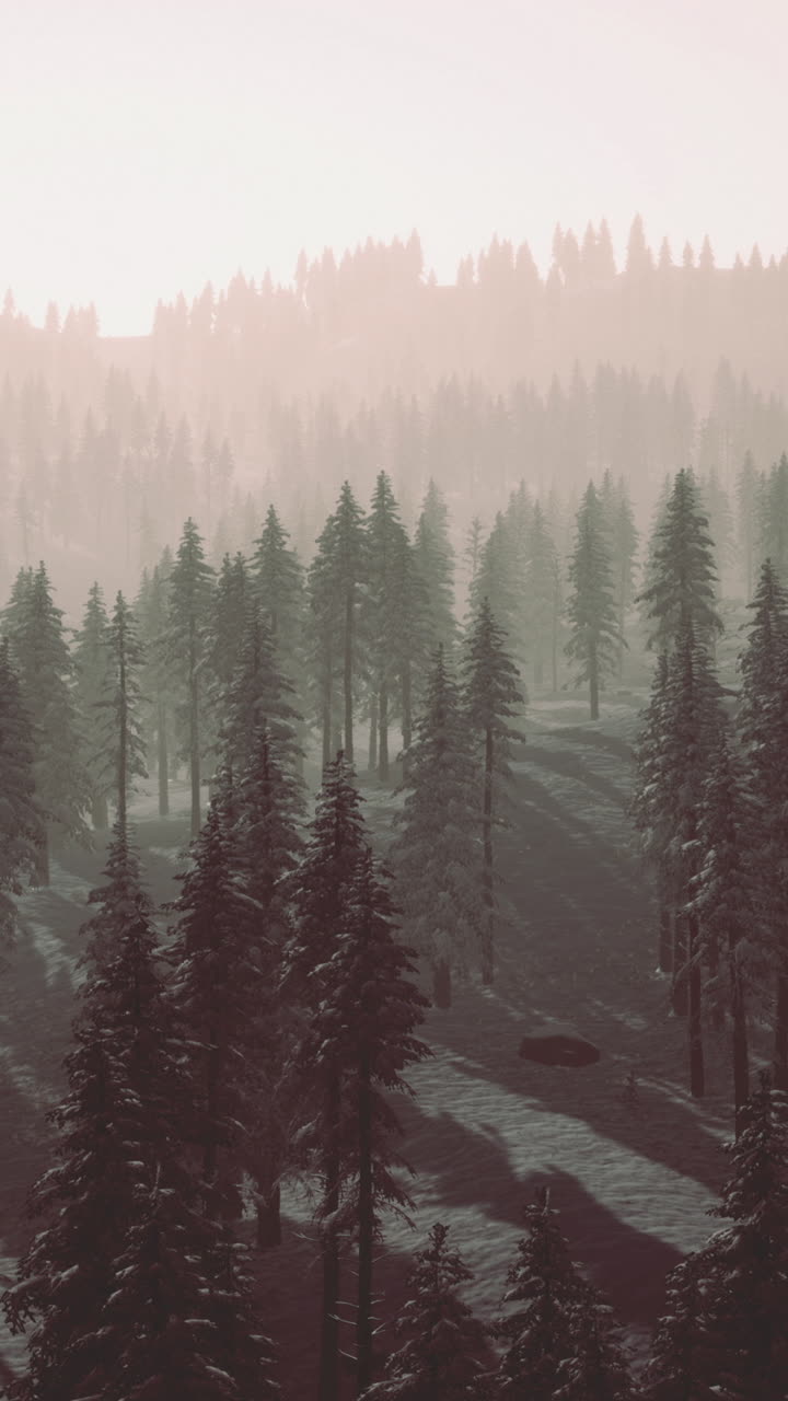 Serene winter landscape with towering trees and soft morning light