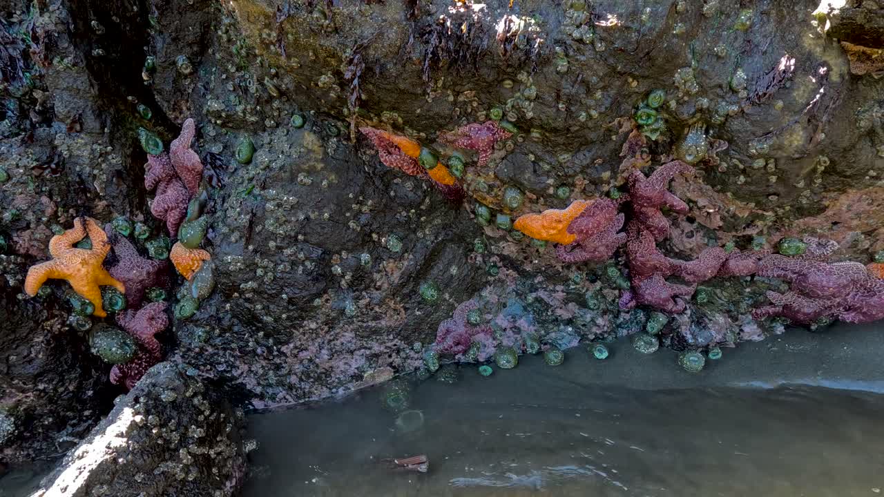 estrella de mar pegada a un lado de una roca