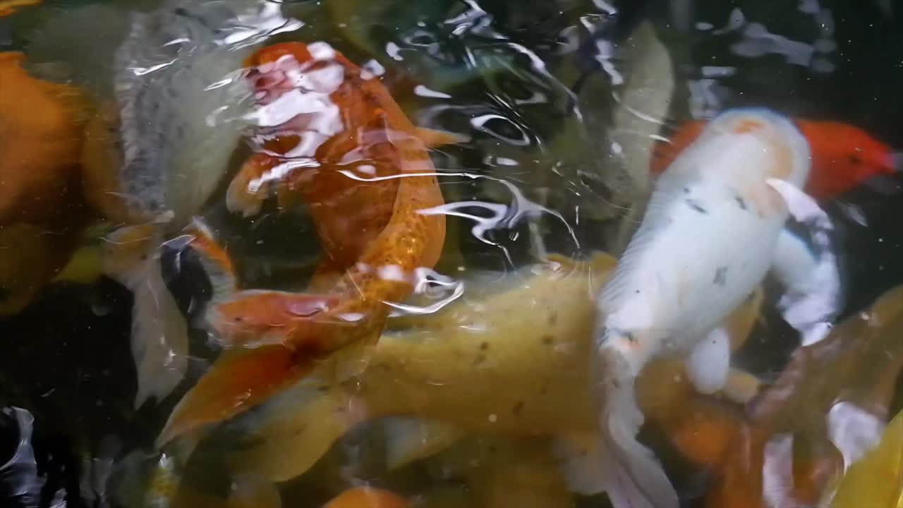 Woman's hand feeding Koi fish in a lake or fish pond with clear water