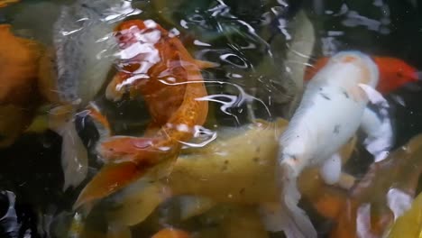 Woman's-hand-feeding-Koi-fish-in-a-lake-or-fish-pond-with-clear-water