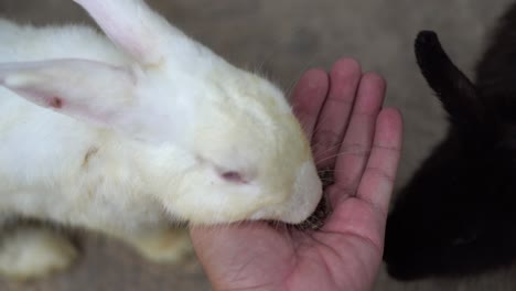 pov rabbit eat food from man hand