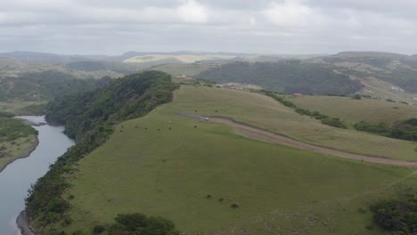 Luftkühe,-Die-Auf-Sanften-Grünen-Hügeln-Neben-Dem-Meer-In-Der-Transkei-In-Südafrika-Grasen