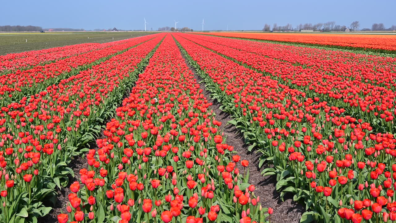 네덜란드의 튤립 들판, 왼쪽에서 오른쪽으로 달리샷, 빨간 튤립, 네덜란드
