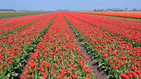 Tulip-fields-in-Holland,-dollyshot-left-to-right,-over-red-tulips,-Netherlands