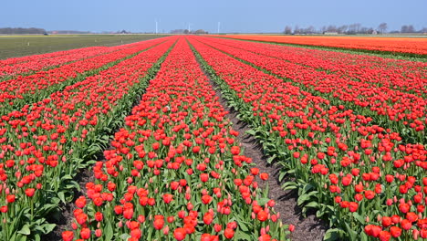 campos de tulipanes en holanda, dollyshot de izquierda a derecha, sobre tulipanes rojos, países bajos