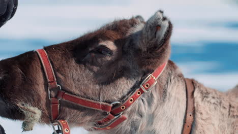 close-up of a reindeer eating