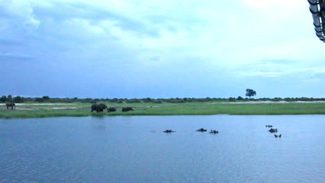 un grupo de hipopótamos juntos en una pequeña parte apartada del río chobe con una gran tormenta de verano y cielos oscuros en el fondo