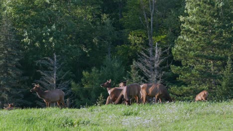 a small herd of elk grazing in a meadow in the light of the evening sun