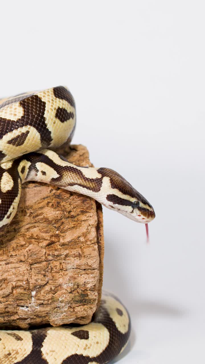Ball python slowly crawls over cork log, tongue flicking, in bright studio close-up shot