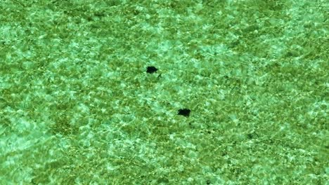 two stingrays in crystal clear turquoise bahamas water, aerial view