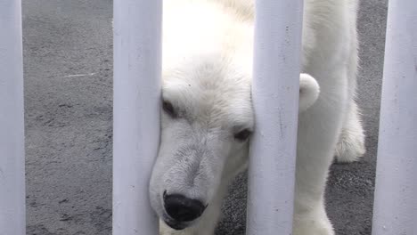 Eisbär-In-Gefangenschaft,-Der-Seinen-Kopf-Zwischen-Die-Eisenstangen-Steckt