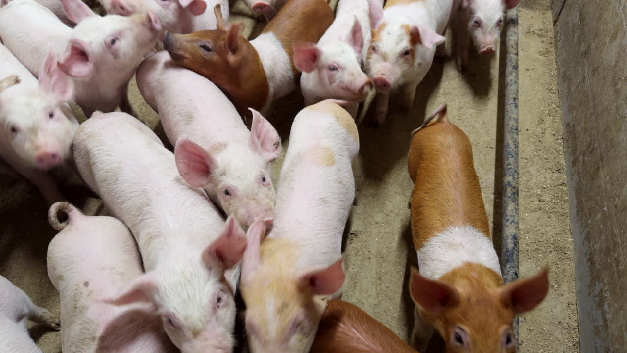 Litter Of Piglets In A Pigpen - close-up shot
