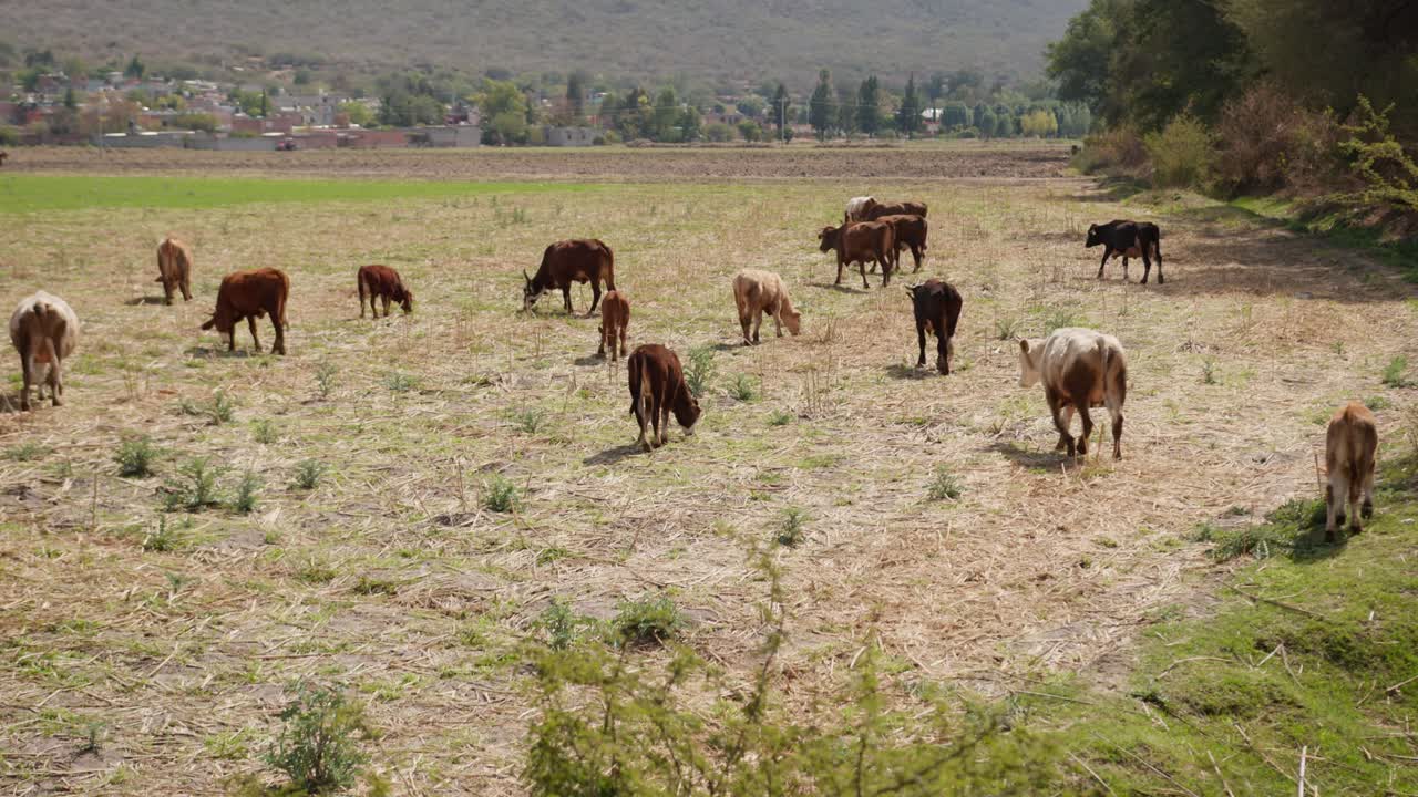 Il bestiame pascola su pascoli secchi in una zona rurale colpita dalla scarsità d'acqua