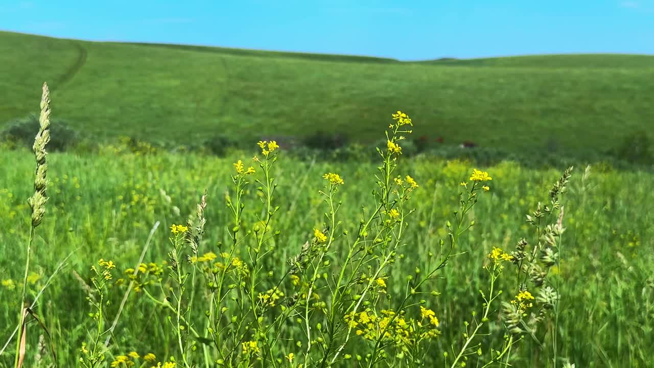 A Vibrant Field of Green Grass and Yellow Wildflowers Under a Clear Blue Sky, Showcasing Nature's Beauty and Serenity in a Splendid Landscape