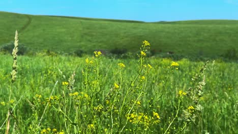 a vibrant field of green grass and yellow wildflowers under a clear blue sky, showcasing nature's beauty and serenity in a splendid landscape
