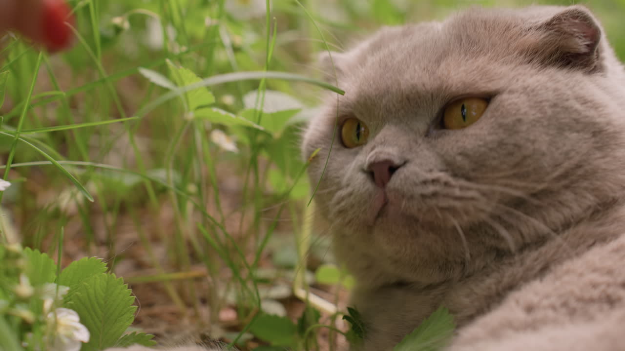 Cat Observes Silently, Wild Feline Stays Alert, Calm Cat Hides Among Lush Blades, Green Grass Surrounds Vigilant Feline On Alert, Peaceful Feline Rests And Watches Calmly Within Tall Meadow Grasses
