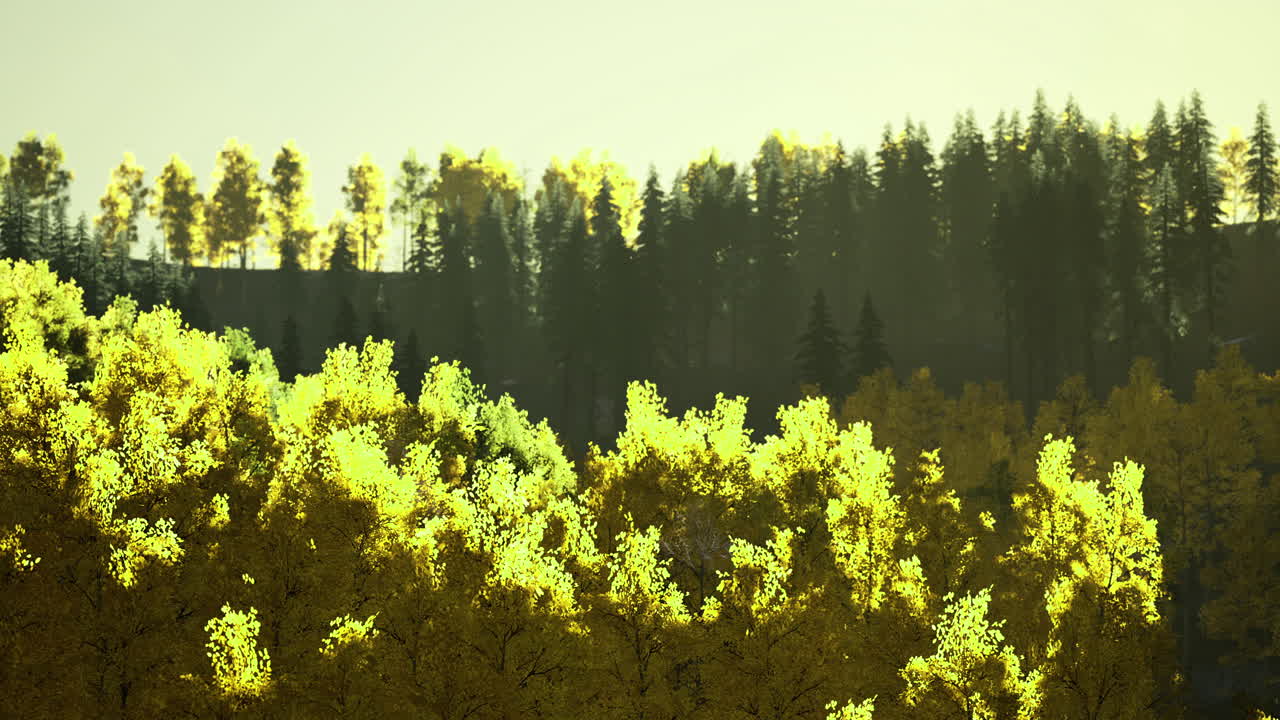 Autumn foliage illuminates the forest landscape in the early morning light
