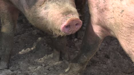 pigs breeding outdoors, bio, food