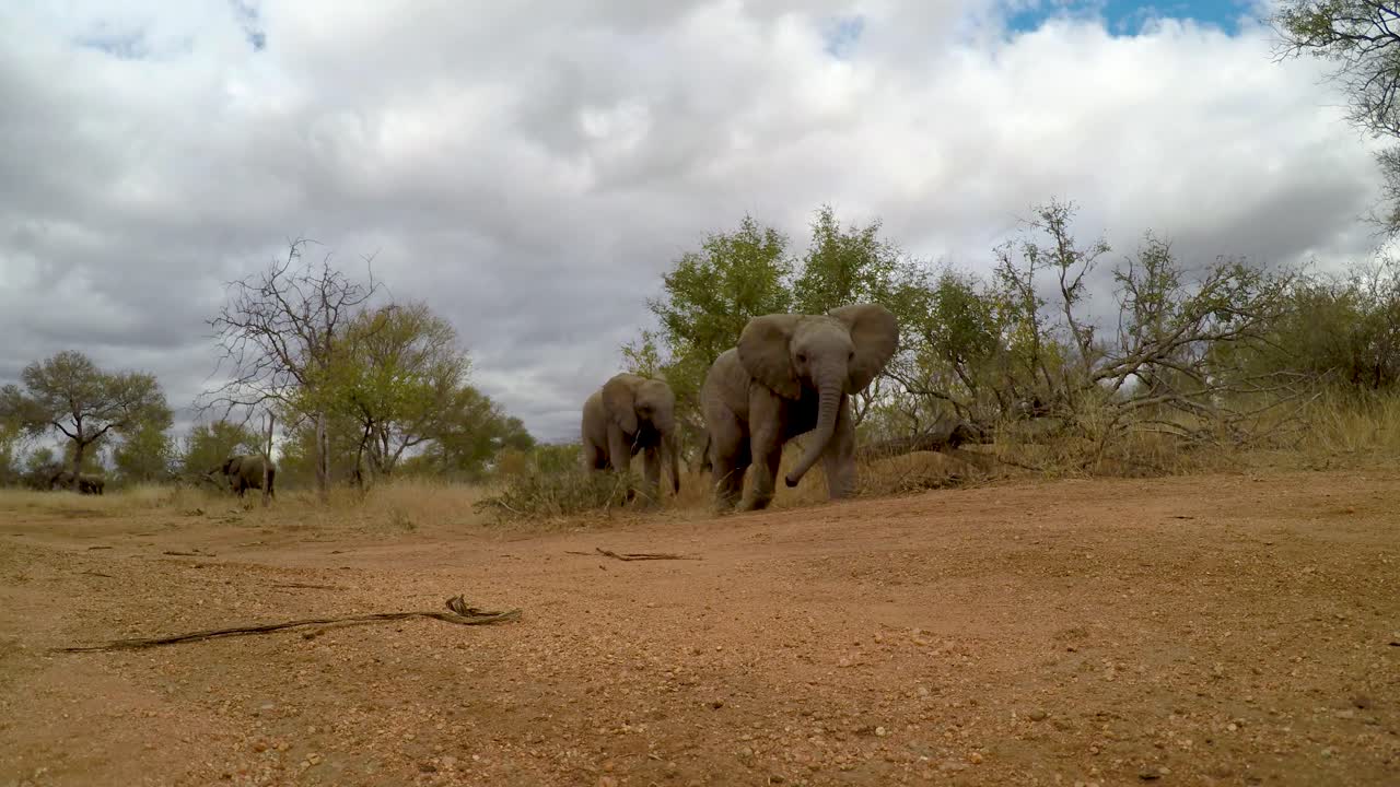 카메라 뒤에 있는 무언가에 의해 겁에 질린 아기 코끼리의 낮은 각도 시각