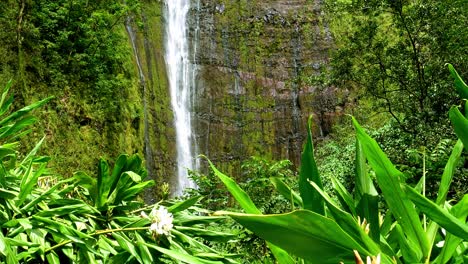 wide shot of tall waterfall behind plants