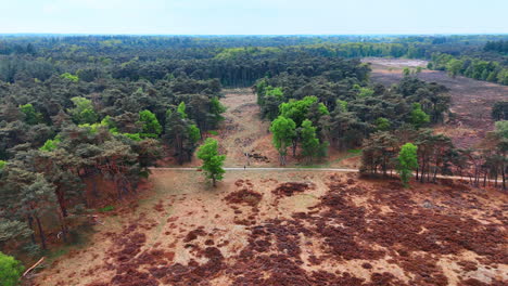 discovering dutch forest trails. nature enthusiasts walk along a path through rich green trees and vibrant heaths in the netherlands during a sunny day