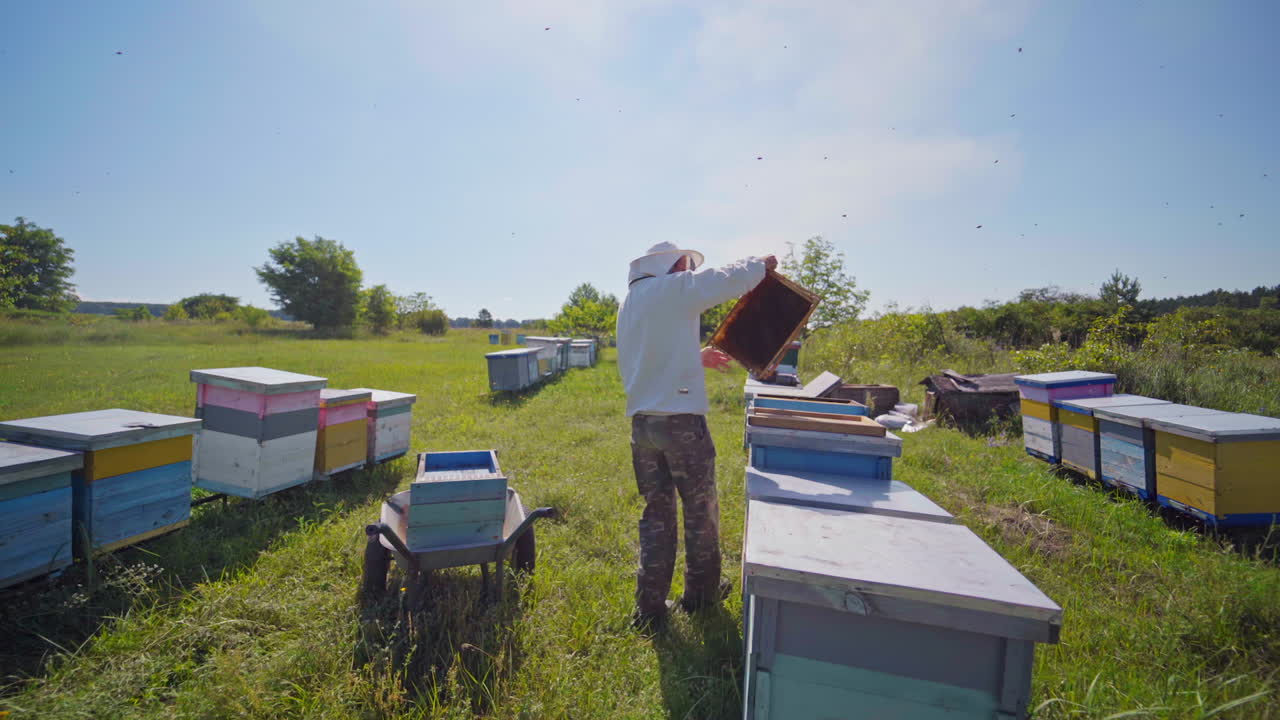 Apiary in summer. Beekeeper working with beehives on a bee farm in the countryside. Apiarist carrying bee frames into hive.