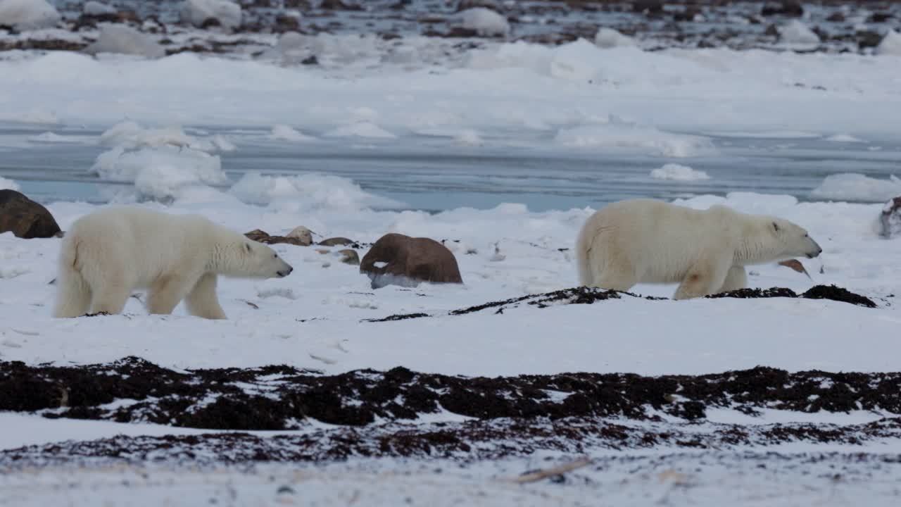 A group of polar bears roam across a snowy terrain in Churchill ...