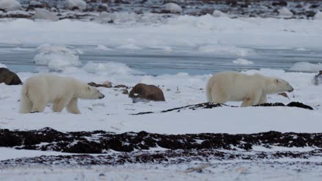 a group of polar bears roam across a snowy terrain in churchill, showcasing their natural behaviour in a cold arctic environment. ice and snow dominate the landscape during winter.