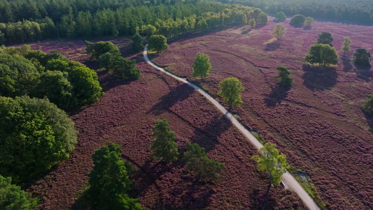 Aerial view of a path through a purple field