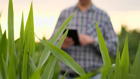 Bauer-Bei-Sonnenuntergang-Auf-Einem-Feld-Mit-Einem-Tablet-Computer.-Zeitlupe