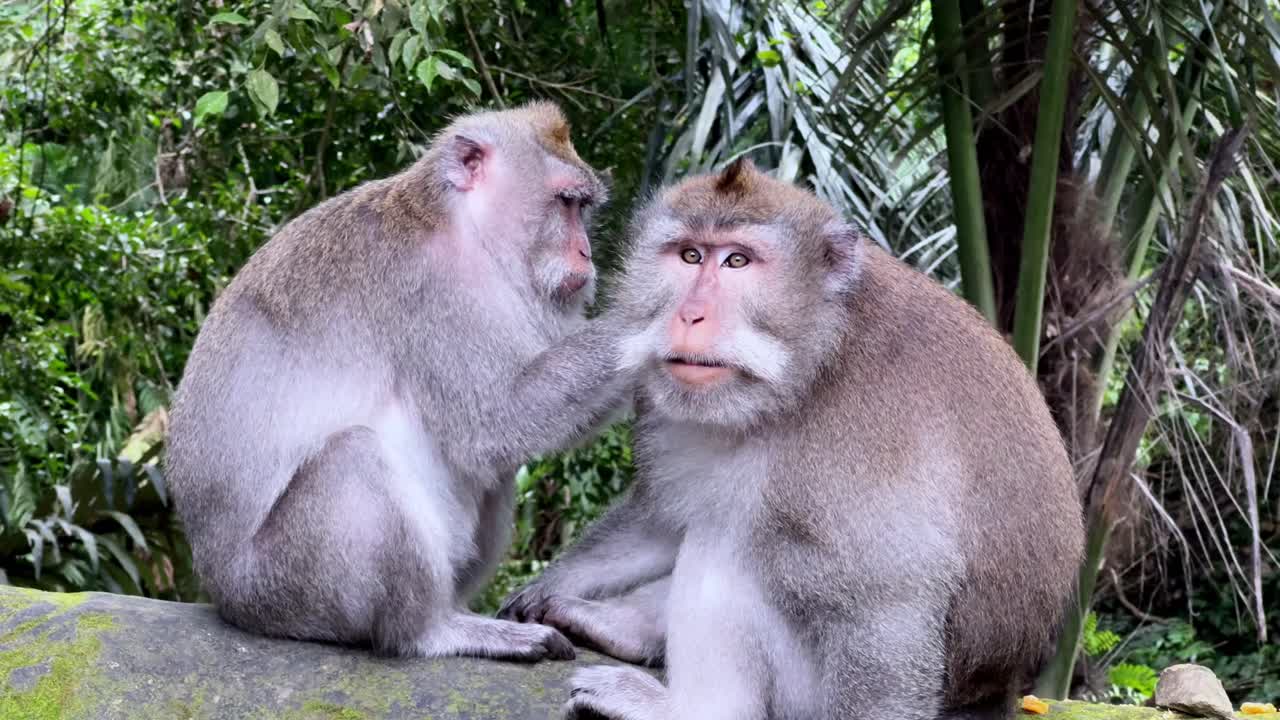 Two Macaque Monkeys Grooming