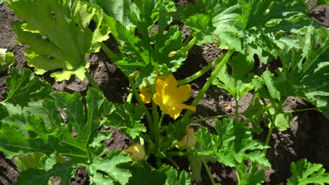 the zucchini or baby marrow is a summer squash, a vining herbaceous plant whose fruit are harvested when their immature seeds and epicarp are still soft and edible