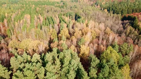 overhead top view of colorful trees in autumn