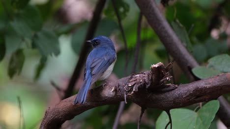 facing to the left as seen from its back and then looks towards the forest and back, indochinese blue flycatcher cyornis sumatrensis male, thailand