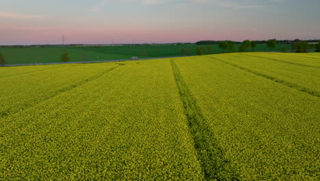 Expansive-yellow-field-at-sunset,-distant-trees,-peaceful-and-vast-landscape