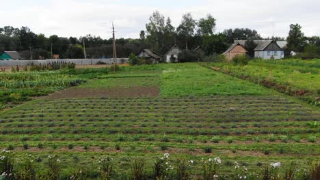 aerial view of a garden with diverse crops on a summer day
