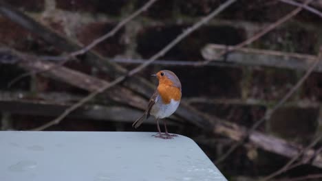 robin bird with red chest standing on a patio table in english rural countryside garden during winter season